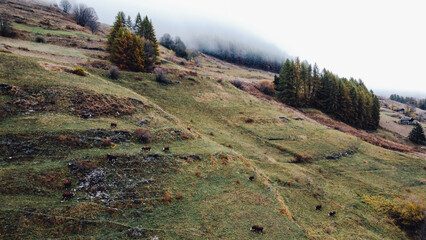 Aerial view of misty mountain slopes in the Alps with cows grazing on the grassland meadow.