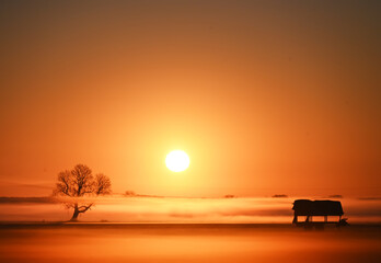 Morgennebel auf einer Wiese
