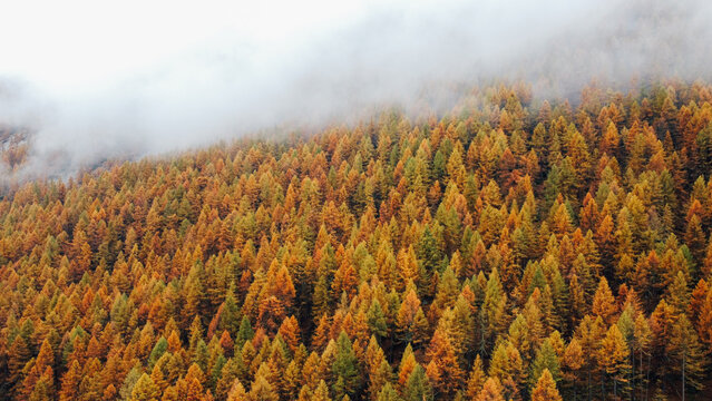 Beautiful mountain landscape in fall with colorful coniferous trees and white fog, aerial view. Misty forest. Natural texture for background.
