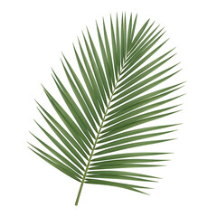 Obraz premium Palm leaf on isolated black background