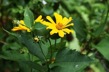 the photo shows a flower similar to a Mexican sunflower