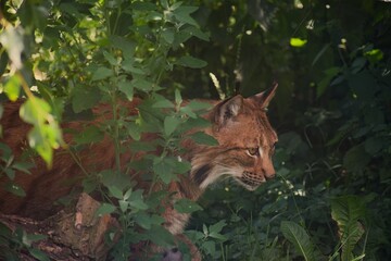 The image shows a Eurasian lynx, a mammal of the genus Lynx belonging to the cat family.