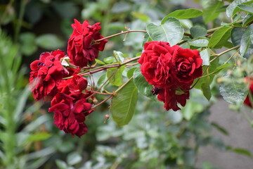 The picture shows red roses among green leaves. Roses are one of the most popular ornamental plants known for their beautiful flowers and aroma.