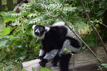 black and white lemur