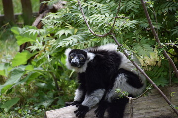 black and white lemur