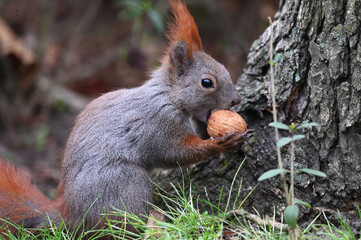 Eichhörnchen mit Walnuß