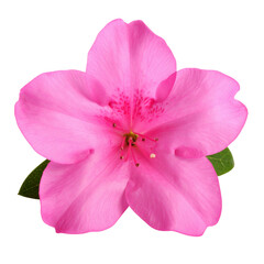 Obraz premium Single Pink Balsam Flower in Full Bloom, Isolated on White Background