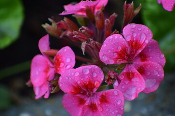 the photo shows pelargonium known as geranium