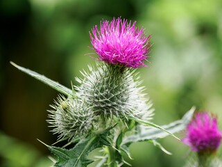 Vibrant purple thistle in a lush green garden setting.