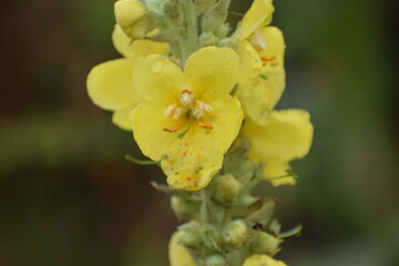 Obraz premium the photo shows a flower of the sedge or bear's ear