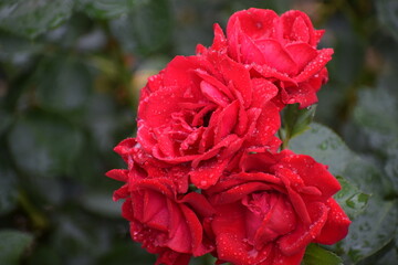 in the photo a red rose is covered with drops of dew or water, it could be the Veterans Honor...