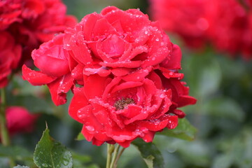 in the photo a red rose is covered with drops of dew or water, it could be the Veterans Honor...