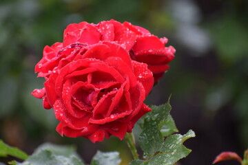 in the photo a red rose is covered with drops of dew or water, it could be the Veterans Honor variety