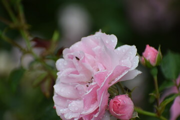 The photo shows a rose variety known as Bonika 82