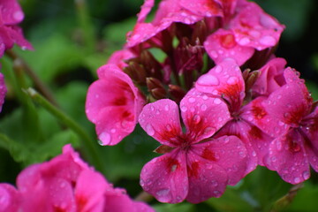 The photo shows pelargonium, which is often called geranium.