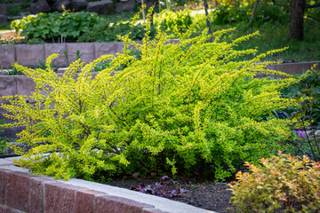Bright yellow bushes of Aurea barberry in the spring garden. Gardening, landscape design.