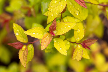 Bright leaves of the Goldflame spirea variety in the spring garden. Gardening, landscape design.