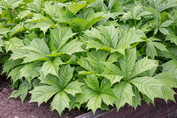 Textured green leaves of Rogersia in the spring garden. Gardening, landscape design.