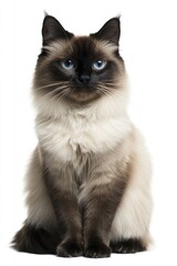 Birman cat siamese animal domestic.
