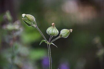 The photo probably shows broadleaf sedge or night sedge