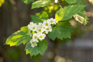 Decorative hawthorn bushes in the garden. Landscape design.