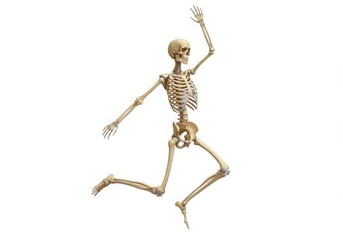 Human skeleton in a dynamic jumping pose isolated on white background