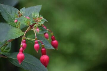 Obraz premium the photo shows fuchsia flowers