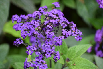 Obraz premium The photo shows a heliotrope flower.