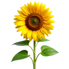 3D Render of Sunflower Plant with Blooming Yellow Flower and Broad Green Leaves, Isolated PNG