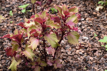 red and yellow leaves