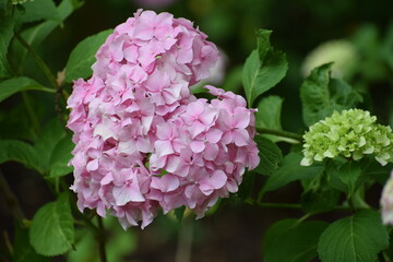 pink hydrangea flowers