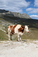 Cow grazing in the mountains. Vertical photo. Northern Montenegro. Durmitor National Park, Durmitor Massif,
