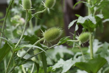 flower in the garden