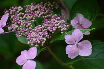 butterfly on pink flower