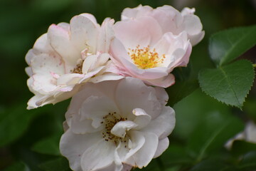 pink and white rose