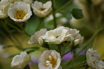 white flowers in the garden