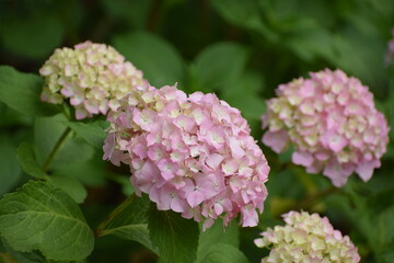 The image shows hydrangea, a genus of flowering plants that includes over 70 species native to Asia and America.