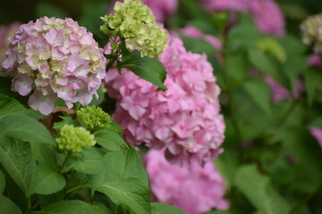 The image shows hydrangea, a genus of flowering plants that includes over 70 species native to Asia and America.