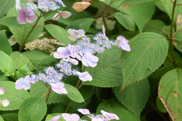 pink and white flowers