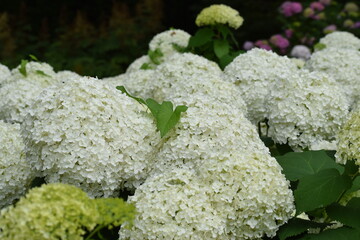 The image shows hydrangea, a genus of flowering plants that includes over 70 species native to Asia...