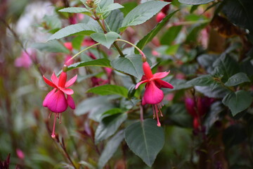 red and yellow flowers