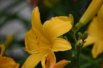 yellow lily flower