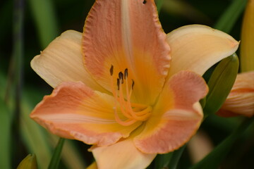 orange lily flower
