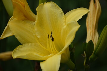 Obraz premium close up of yellow lily