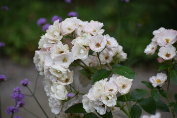 The photo shows a flower that is probably a rose, specifically a multi-flowered Trojan rose, Rosa...