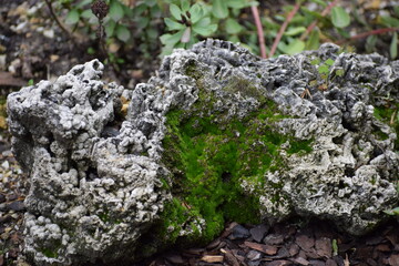 moss on stone