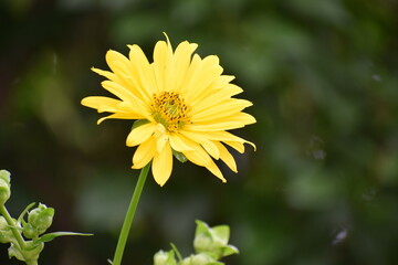 yellow flower in the garden
