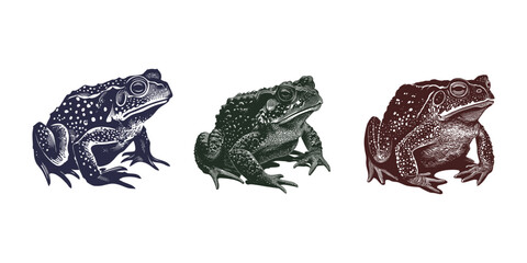 Vector illustration featuring three detailed toad drawings in distinct styles, focusing on texture and shading. Each toad is uniquely designed, showcasing diverse artistic interpretations.