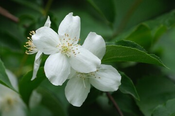 Close up of white flowers of Philadelphus coronarius (Mock Orange) blooming on bush.