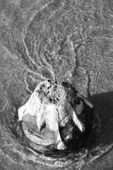 weathered wooden pole washed in shallow water, black and white photo